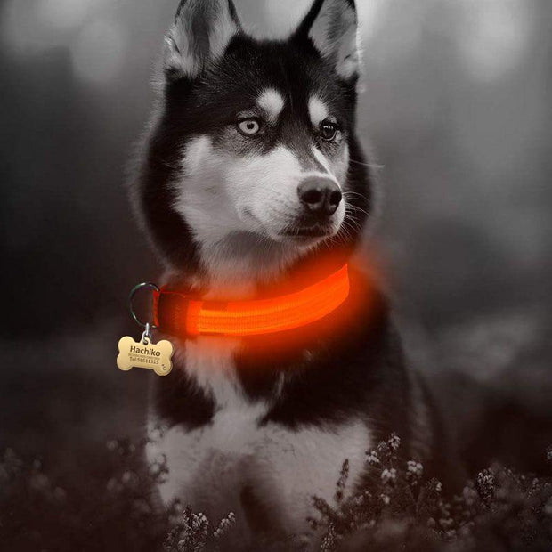 Night-Safety LED Pet Collar