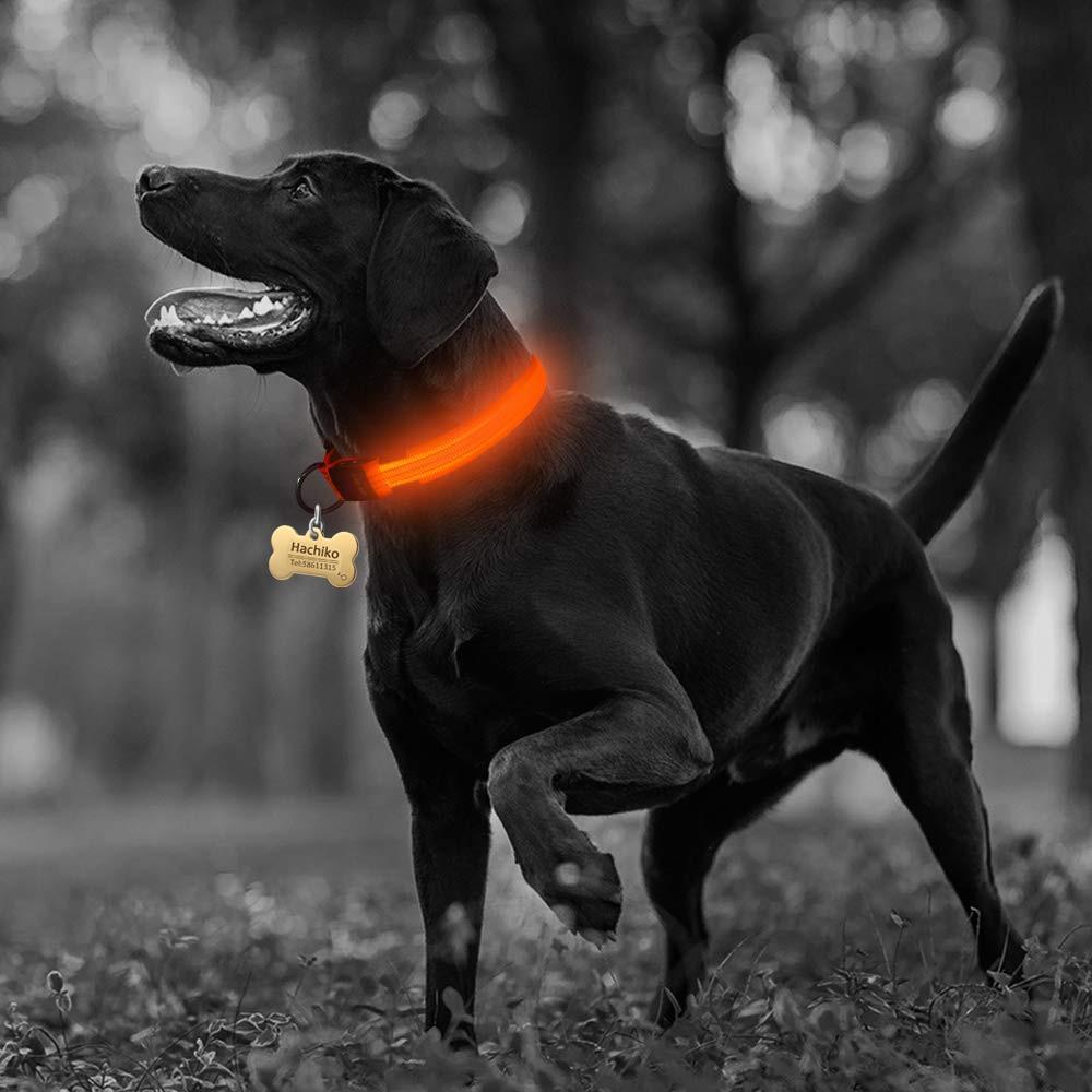 Night-Safety LED Pet Collar